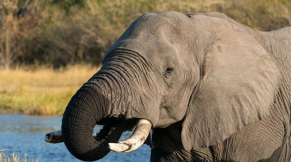 Botswana 23 éléphants abattus pour les festivités nationales