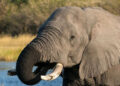Botswana 23 éléphants abattus pour les festivités nationales