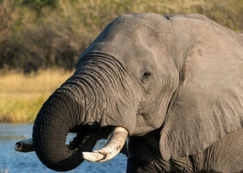 Botswana 23 éléphants abattus pour les festivités nationales