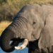 Botswana 23 éléphants abattus pour les festivités nationales